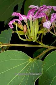 Image result for Bauhinia macrantha
