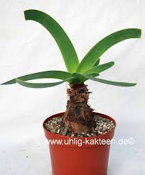 Image result for Ammocharis tinneana