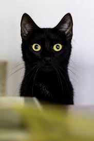 Maybe you would like to learn more about one of these? Big Eyed Black Kitten Cats Pretty Cats Crazy Cats