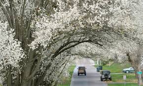 Entérate de las noticias de estados unidos hoy. Fotogaleria El Inicio De La Primavera En El Mundo