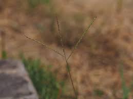 Image result for Digitaria longiflora