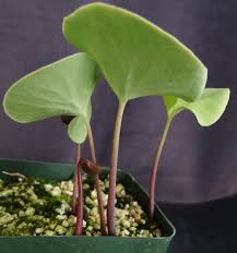 Image result for Utricularia tortilis