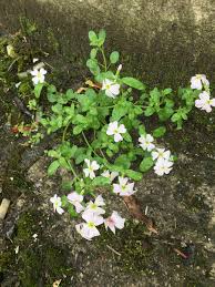 Image result for Malcolmia maritima
