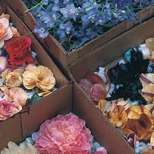 This video is about wood drying vacuum vs silica gel rcwarshpp: Drying Flowers In Sand Finegardening