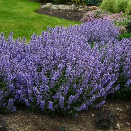 Flowering shrub in bloom