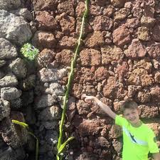 Instead, our system considers things like how recent a review is and if the reviewer bought the item on amazon. Dragon Fruit Cactus A Fantastic Make Life Beautiful Hawaii Greens Flowers Facebook