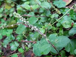 Image result for Cyathula natalensis