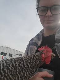 Why are my chickens not laying eggs yet?