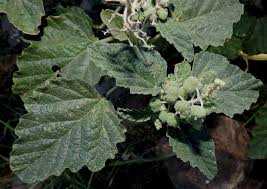 Image result for Chrozophora plicata