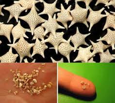 Pin By Janet Hatake On Japan Star Sand Okinawa Japan Okinawa