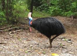 Cassowary Kills Man At Farm Near Alachua News Gainesville Sun Gainesville Fl