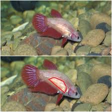 Cellophane bettas are often crossed with solid colours, or used in conjunction with marble betta to produce more pattern. Tumblr