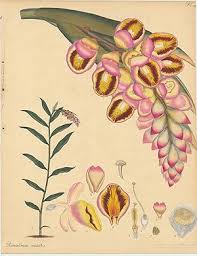 Image result for Renealmia