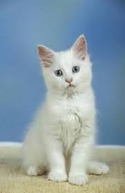 Yavru Ankara Kedisi Cat Love Cats Kittens