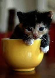 Cats And Kittens For Sale On Gumtree Cats And Kittens Edinburgh And Lothians Funny Cats Cats Funny Cat Memes