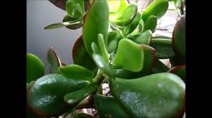 Perfect gifts for a gardener. Crassula Ovata Flowers Shefalitayal