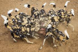 Check spelling or type a new query. African Wild Dog Facts Diet Behavior Habitat