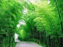 Download 53 background hijau green free vectors. Image Result For Jenis Pohon Bambu Hias Beautiful Forest Bamboo Forest Backyard Trampoline