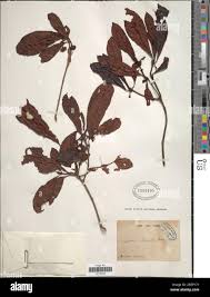 Image result for Schizozygia coffaeoides