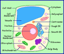 5th grade science and biology. Animal Cell T Shirt Wear Your Biology Project To School Hubpages