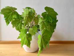 Begonia Ricinifolia Immense Begonia Plant Leaves House Plants