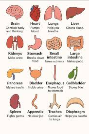 Image result for internal organs
