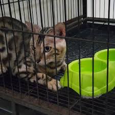 Finding 4 babies of wild asean leopard cat / blacan. Kucing Bengal Kuhusu Area Medan Shopee Indonesia