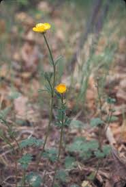 Image result for Ranunculus stagnalis