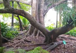 Image result for Ficus virens