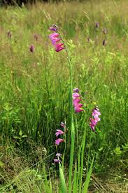 Image result for Gladiolus microspicatus