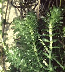 Image result for Hydrilla