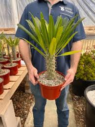 Image result for Pachypodium