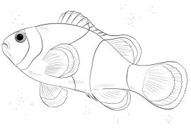 Clown Fish Coloring Page From Clownfish Category Select From 27606 Printable Crafts Of Cartoons Nature Fish Drawings Fish Coloring Page Animal Coloring Pages