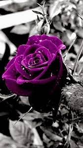 صور ورد و صور زهور من أجمل و أندر الورود من جميع أنحاء العالم مع خلفيات hd بفبوف purple roses color splash purple color splash photography