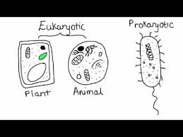 Learn Biology Cells Prokaryotic Cells Vs Eukaryotic Cells Comparing The Similarity S And Differen Science Cells Elementary Biology Life Science Classroom