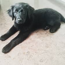 The breed standard for golden retrievers includes all shades of golden, but not red or black. Puppy Black Lab Golden Retriever Mix Golden Retriever Mix Puppies Dogs Golden Retriever Golden Retriever Funny
