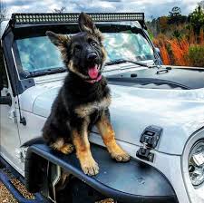 Ccie25819 Jeep Jeeps Jeepwrangler Wrangler Itsajeepthing Jeeplife Jeepporn Jeepnation Jeepfamily 4x4 Ru Cute Dogs Cute Animals Cute Animal Pictures