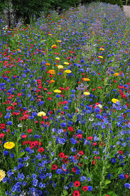 Pin On Wild Flowers