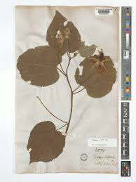 Image result for Eriolaena rulkensii