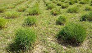 Image result for Acroceras macrum