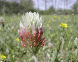 Image result for Trifolium wentzelianum