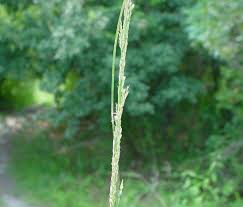 Image result for Sporobolus tenuissimus