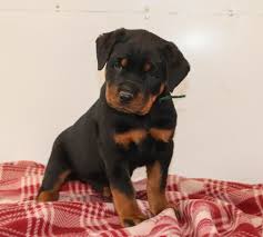 Black And Tan Coonhound Puppies For Sale In Pa Puppies For Sale With Images Rottweiler Puppies Dog Breeder Lancaster Puppies