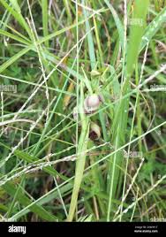 Image result for Orthochilus