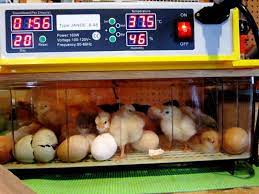 Setiap peternak pasti menginginkan ayam induk peliharaan produktif posisi letak sarang eram yang bagus, tidak terkena sinar matahari langsung yaitu pada daerah bayangan. Pembekal Penetas Telur Agrofarm Startseite Facebook