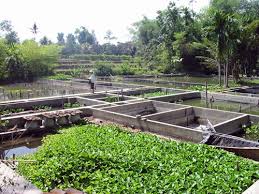 Salah satu ikan hias air tawar yang direkomendasikan untuk dipelihara oleh pemula adalah ikan guppy. Peluang Usaha Budidaya Ikan Hias Air Tawar