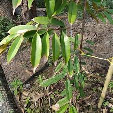 Buahnya sederhana besar dan berbentuk bulat. Tanda Tanda Pokok Durian Terlebih Baja Dan Cara Merawatnya