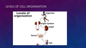 Chapter 2 cell as a unit of life. Form 1 Chapter 2 Cell As A Unit Of Life