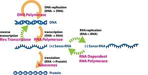 Genes are dna sequences instruct cells to produce particular proteins, which in turn determine traits. Gene Expression Wikipedia