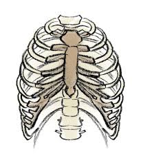 The rib cage is collectively made up of long, curved individual. Rib Cage Fascinating Facts About Body Parts The Star